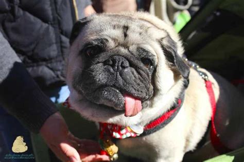 pugs for sale los angeles ca|central coast pug rescue.